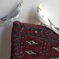 یک جفت عروس هلندی نروماده دوساله|پرنده|اصفهان, هفتون|دیوار