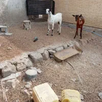 کهر نر نقشی|حیوانات مزرعه|بندرعباس, |دیوار