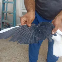 چپ سیاه ماده