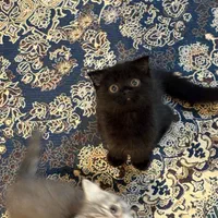 گربه اسکاتیش (مشکی)تحویل حضوری در اهواز|گربه|اهواز, زیتون کارمندی|دیوار