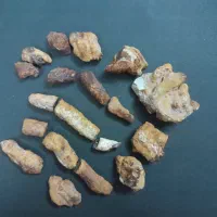 فسیل شقایق دریایی