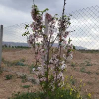 فروش باغ در عزیز آباد