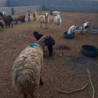 میش‌فروشی|حیوانات مزرعه|جلگه ماژان, |دیوار