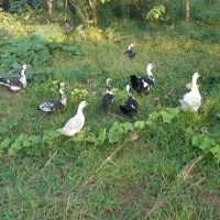 فروش اردک اسرائیلی نرو و ماده