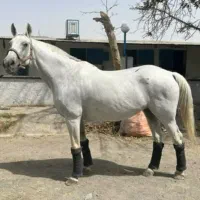 مادیان وارداتی مناسب رده مبتدی و اموزش