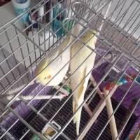 عروس هلندی نروماده ۱ساله لوتینو باقفس ولوازم|پرنده|شهریار, شهریار|دیوار