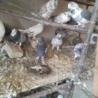 کفتر پرشی. ویاهو|پرنده|قم, نخودی|دیوار