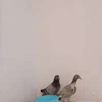 دو تا کبوتر|پرنده|اهواز, کیانشهر|دیوار