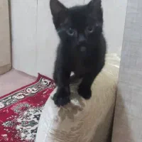 واگذاری رایگان گربه