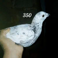 کبوتر ملقی|پرنده|سراوان, |دیوار