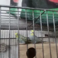 مرد عشق پرنده