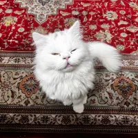 واگذاری گربه پرشین با کلیه وسایل|گربه|قزوین, |دیوار