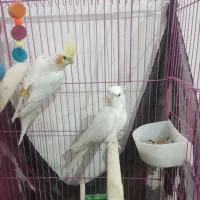 عروس هلندی بالغ اصل آلبینو و لوتینو