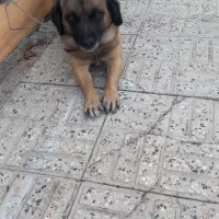 توله سگ سرابی