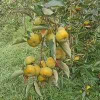 فروش خرمالو روی درخت ، صومعه‌ سرا ، ۱۰ تن بار