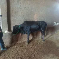 گوساله مناسب قربانی