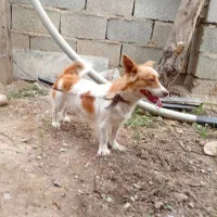 سگ پاکوتاه ماده|سگ|گنبد کاووس, |دیوار