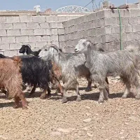 بز ابستن داشتی|حیوانات مزرعه|بهبهان, |دیوار