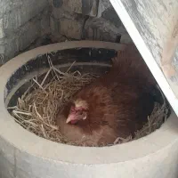 مرغ وخروس|حیوانات مزرعه|حمیدیه, |دیوار