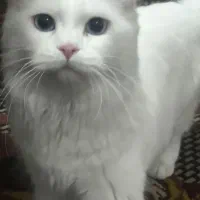 سفید پرشین چشم یخی