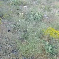 فروش اراضی دیم کار
