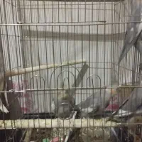 عروس هلندی|پرنده|شازند, |دیوار