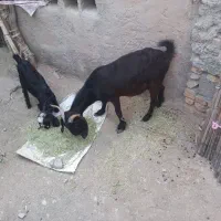 کهره3ماهه با بز