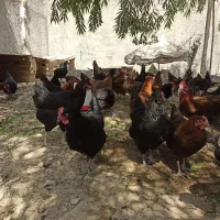 مرغ و خروس جوان