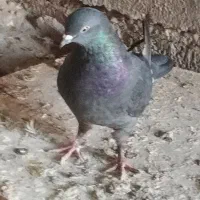 کبوتر اوچان ساعتی|پرنده|مشگین شهر, |دیوار