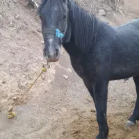 اسب|اسب و تجهیزات اسبسواری|خلخال, |دیوار