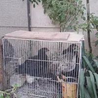جوجه فروشی