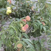 باغ-دربلورد