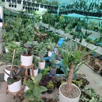 تخفیف ویژه به مناسبت روز مادر|گل و گیاه طبیعی|شیراز, باغ تخت|دیوار