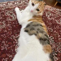 گربه کالیکو|گربه|صدرا-فارس, فاز ۱|دیوار