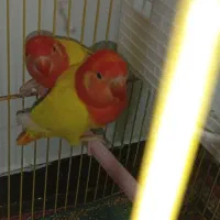 پرنده