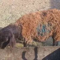 یک عدد بره ماده جهت کشتن فریمان