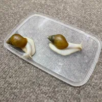 حلزون آلبینو(فروش فوری)