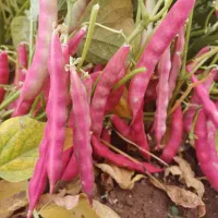 لوبیا چیتی کوشا حدودا ۳ تن فقط فروش نقدی|عمدهفروشی|ایجرود, |دیوار