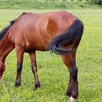 اسب آرام ونجیب بهترینه تو نوع خودش|اسب و تجهیزات اسب‌سواری|سیلوانه, |دیوار