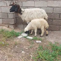 میش و بره شوش دانیال