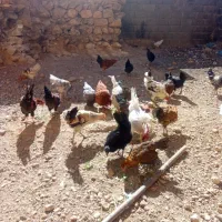 جوجه و مرغ  وخروس|حیوانات مزرعه|شهرکرد, |دیوار