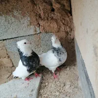 طوقی و پلاکی