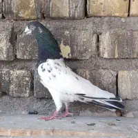 ماده پرشی حسابی و پاکستانی