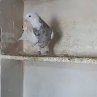 کبوتر|پرنده|اقبالیه, |دیوار