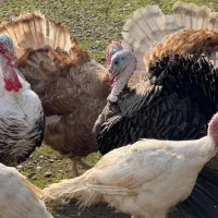 بوقلمون|حیوانات مزرعه|سنگر, |دیوار