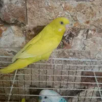 مرغ عشق نروماده