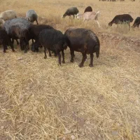 گوسفند برای قربانی