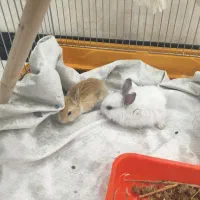 خرگوش هلندی مینیاتوری