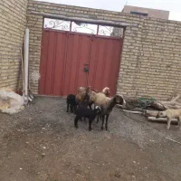 سه‌راس‌میش‌بره‌قیمت‌دونی‌۲۵۵۰۰