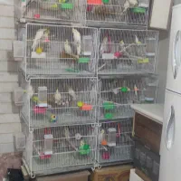 تعداد قفس جفتگاه قدیمی و تمیز